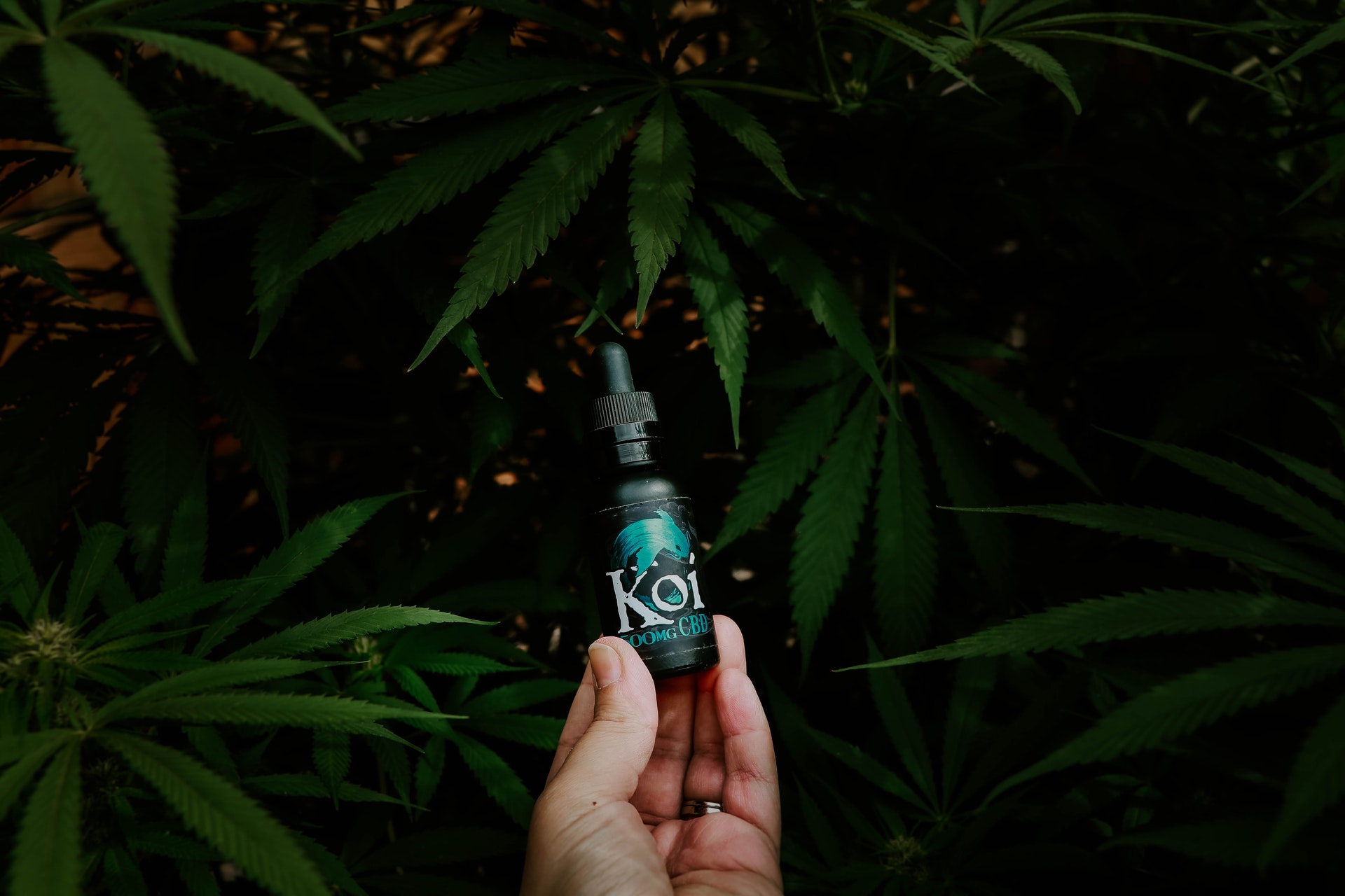 Hogyan használható a CBD olaj?